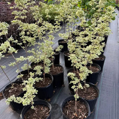 Acer Campestre 'Carnival' Plant