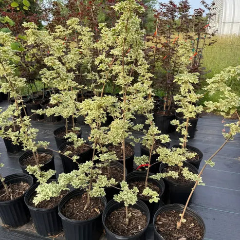 Acer Campestre 'Carnival' Plant