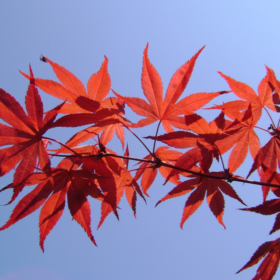 Red Leaf Maple tree (Acer Palmatum var. Atropurpureum) with rich burgundy leaves and elegant branching.