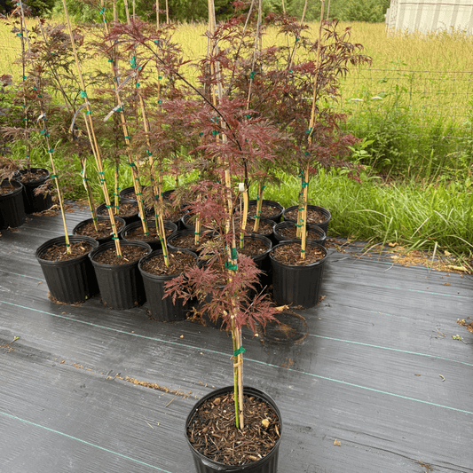 Acer Dissectum Crimson Queen Japanese maple tree with deeply cut lacy crimson-red foliage, perfect ornamental plant for small landscapes and shaded garden areas