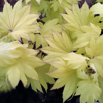 Acer shirasawanum 'Aureum' Golden Full Moon Maple