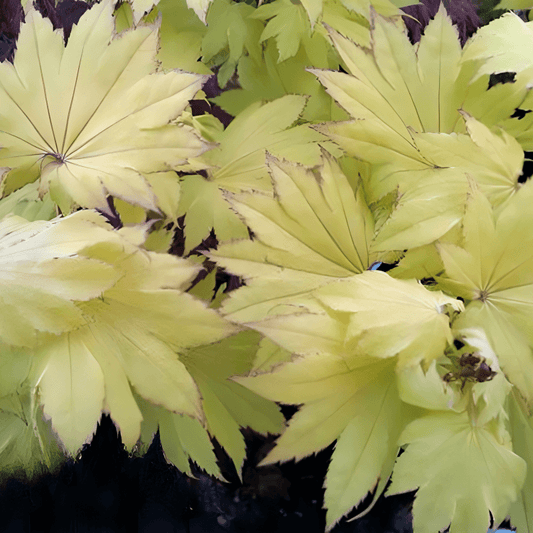Acer shirasawanum 'Aureum' Golden Full Moon Maple