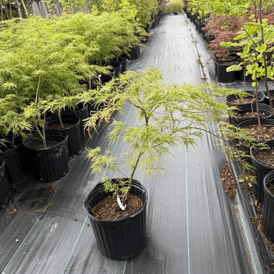Acer palmatum 'Waterfall' weeping Japanese Maple with cascading green foliage turning golden-orange in fall, ideal ornamental tree for patios, rock gardens, and shaded landscapes