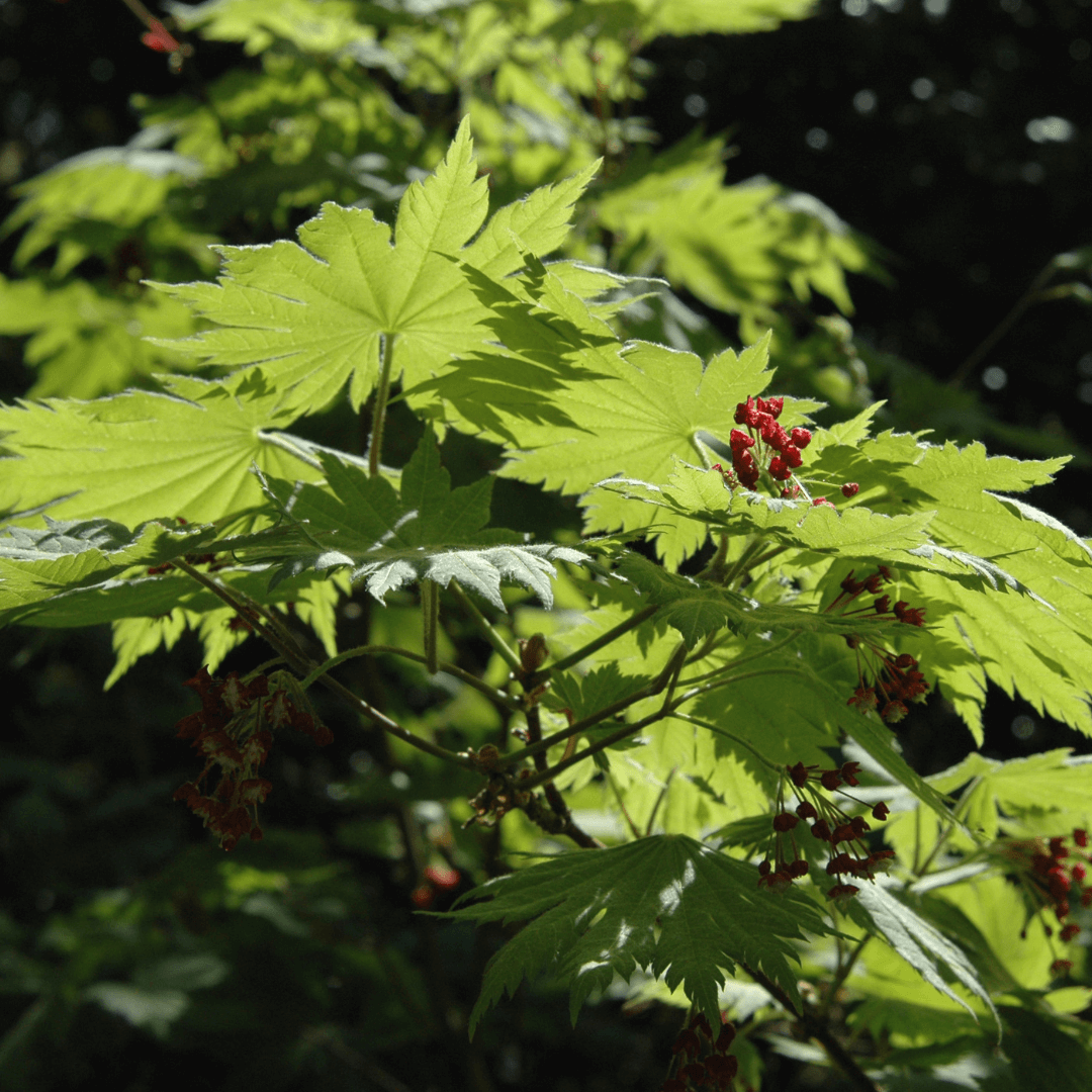 Acer shirasawanum 'Aureum' Golden Full Moon Maple