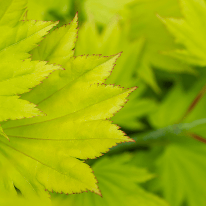 Acer shirasawanum 'Aureum' Golden Full Moon Maple