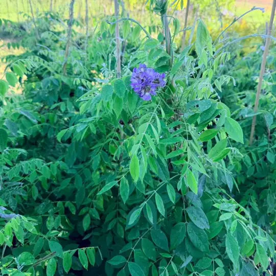 Purple flowering wisteria growing on trellis in landscape garden