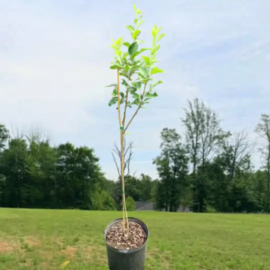 Honeycrisp apple tree with healthy foliage and fruit