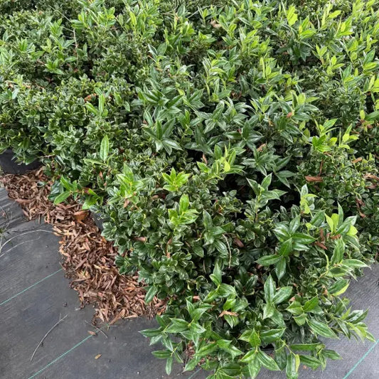 Carissa Holly Plant
