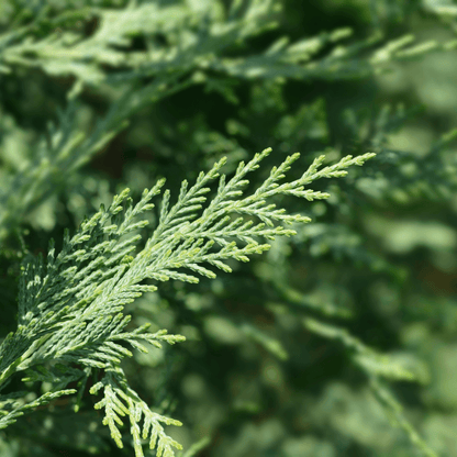 Caroline Sapphire Cypress conifer shrub used in landscape design for year-round color