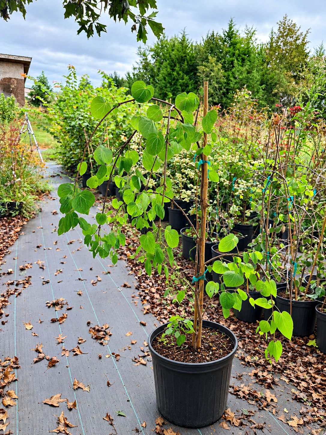 Cercidiphyllum japonicum 'Morioka Weeping'