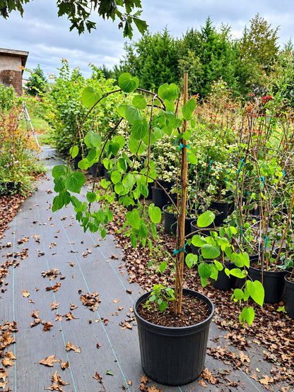 Cercidiphyllum japonicum 'Morioka Weeping'