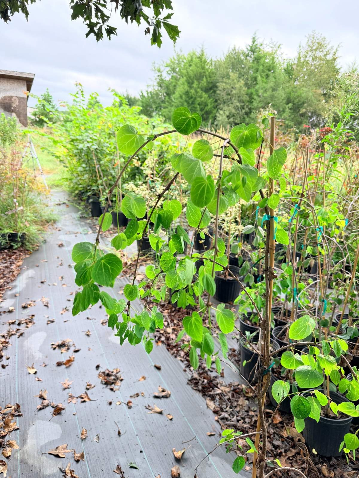 Young weeping Cercidiphyllum japonicum 'Morioka Weeping' with slender arching branches and rounded green leaves cascading downward from the plant.