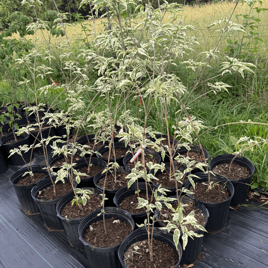 Cornus kousa 'Summer Fun'