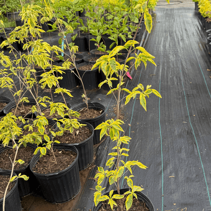Ornamental Dogwood Tree with Golden Foliage for Gardens and Landscapes