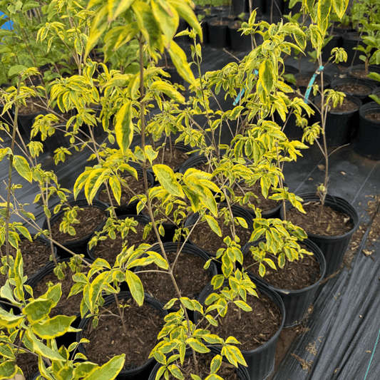 Cornus kousa Summer Gold small ornamental tree with bright golden-yellow leaves, hardy deciduous dogwood variety ideal for landscaping and garden accents