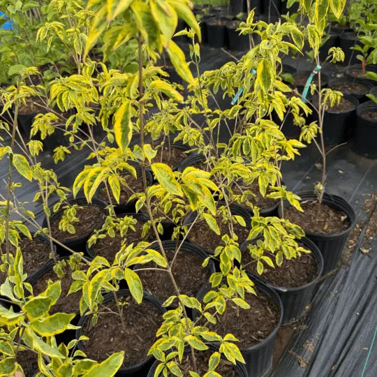 Cornus kousa 'Summer Gold' variegated dogwood tree for residential landscape planting