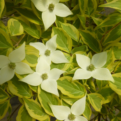 Summer Gold Dogwood tree with vibrant golden-yellow and green variegated leaves, perfect for ornamental landscaping.