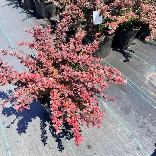 Red foliage barberry shrub in decorative landscape design