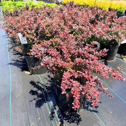 Crimson Pygmy Barberry plant with dense compact growth habit