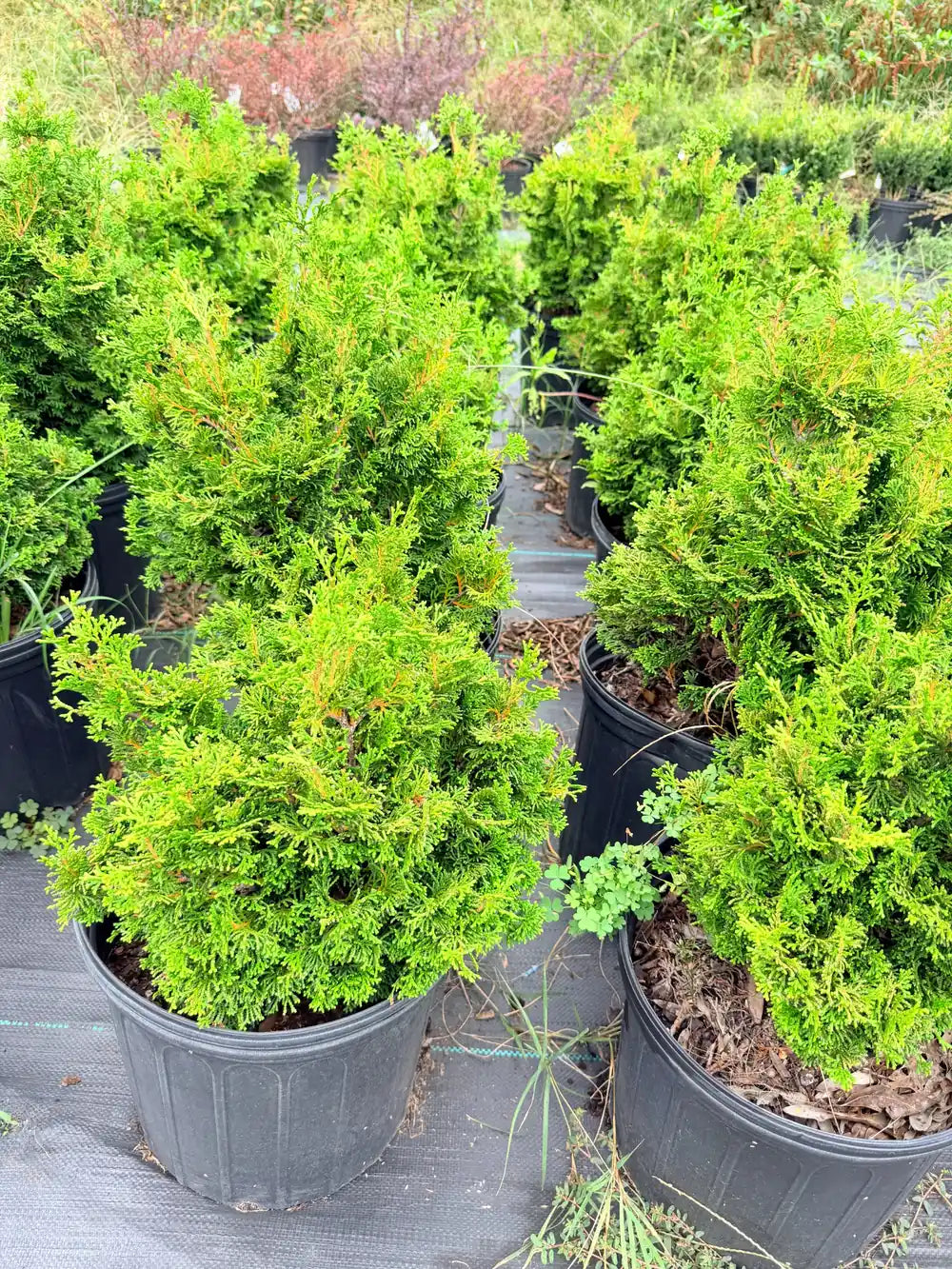 Dwarf Hinoki Cypress evergreen with dark green fan-shaped foliage