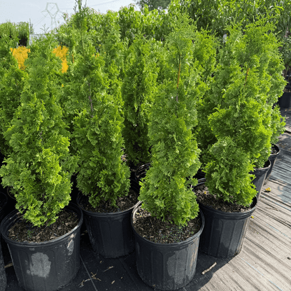 Degroot's Arborvitae with dense, spiral-shaped evergreen foliage, perfect for hedges and landscape accents.
