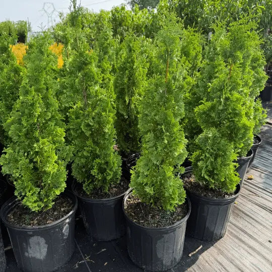 Degroot's Arborvitae columnar evergreen plant growing in outdoor nursery