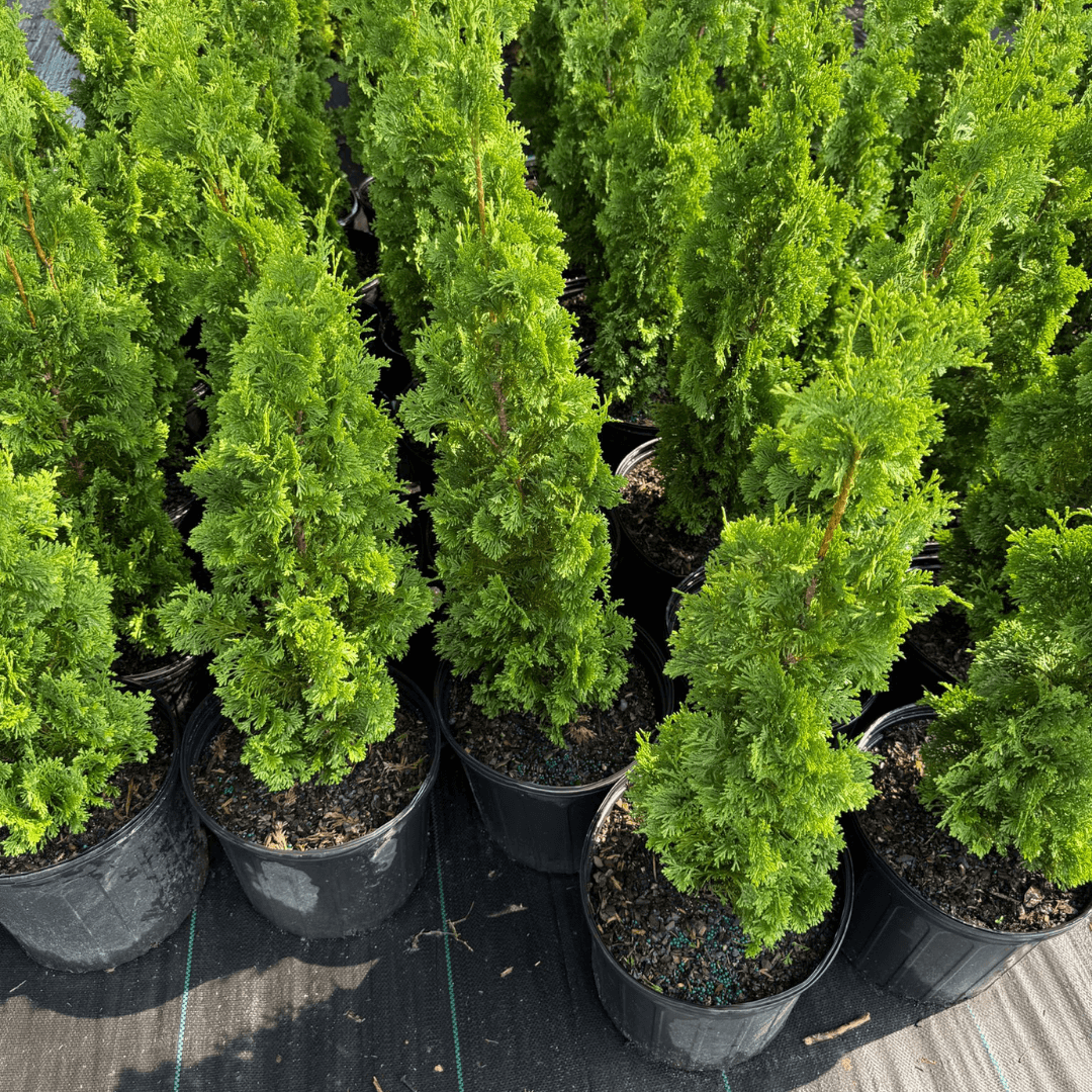 Degroot's Arborvitae evergreen shrub with dense spiral foliage, ideal for narrow privacy hedges and formal landscape borders in residential gardens