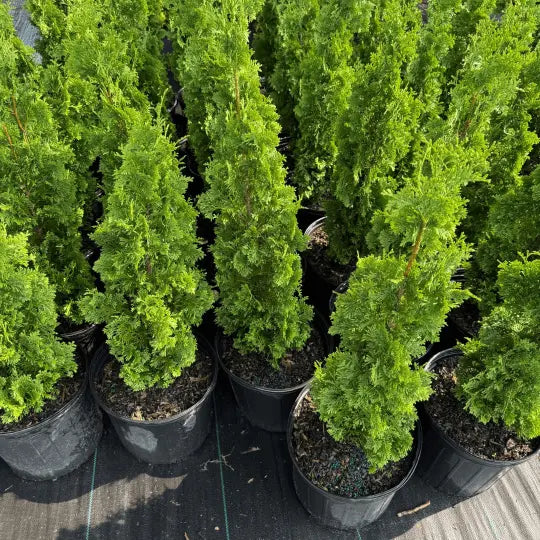 Degroot's Arborvitae compact evergreen privacy screen plant
