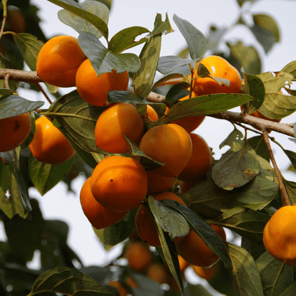 Diospyros virginiana (Common Persimmon)