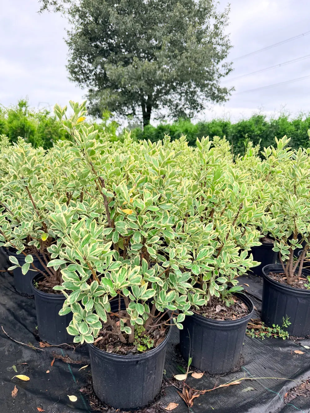 Euonymus Silver King evergreen shrub with variegated green and white foliage