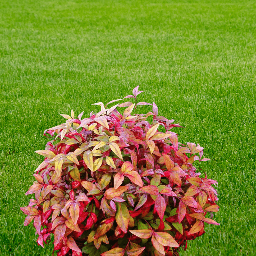 Fire Power Nandina shrub with vibrant red and green foliage, perfect for low-maintenance ornamental landscaping.