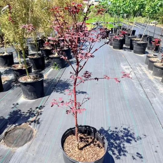 Acer Fireglow showcasing fiery fall color in autumn garden