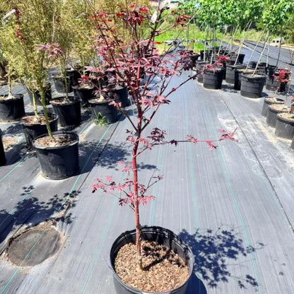 Acer Fireglow showcasing fiery fall color in autumn garden