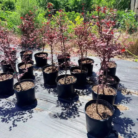 Fireglow Japanese Maple adding bold color to landscape design