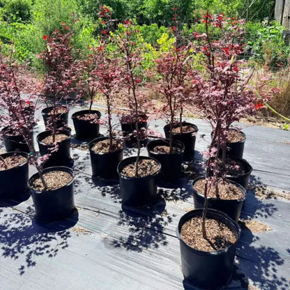 Fireglow Japanese Maple adding bold color to landscape design