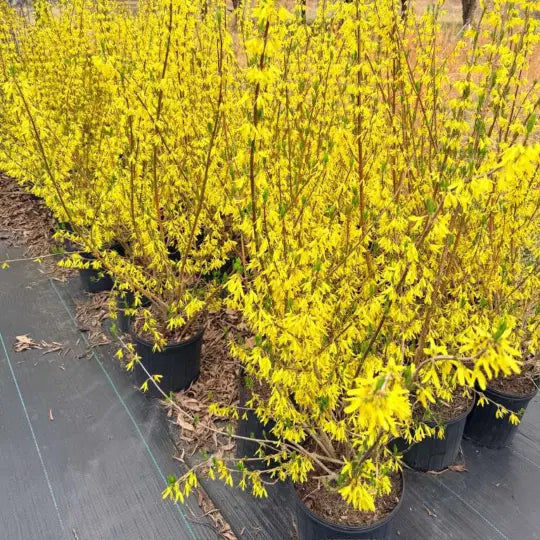 Close-up of Forsythia yellow blossoms on flowering shrub