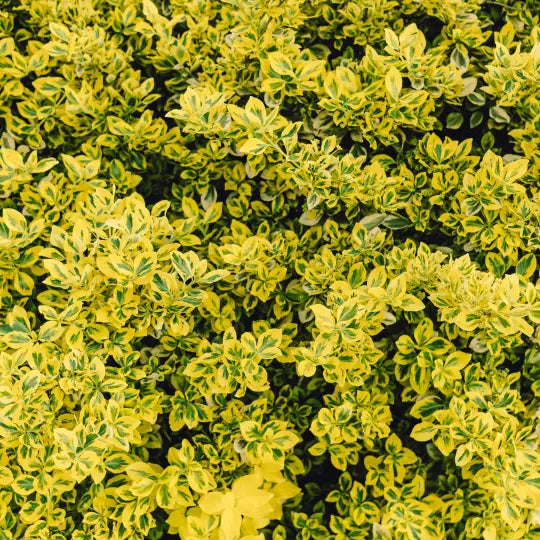 Golden Euonymus variegated shrub for garden border and landscape design