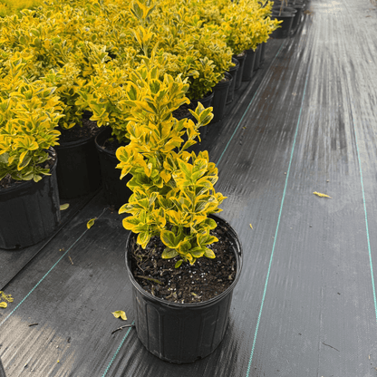 Golden Euonymus shrub with vibrant yellow and green variegated leaves, low-maintenance ornamental plant for landscaping and borders