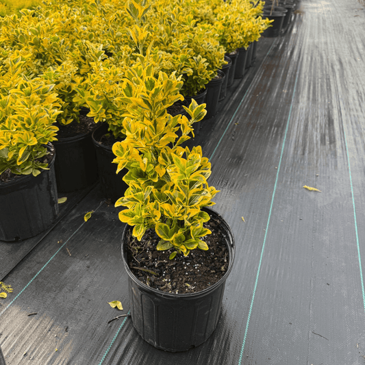 Golden Euonymus shrub with vibrant yellow and green variegated leaves, low-maintenance ornamental plant for landscaping and borders
