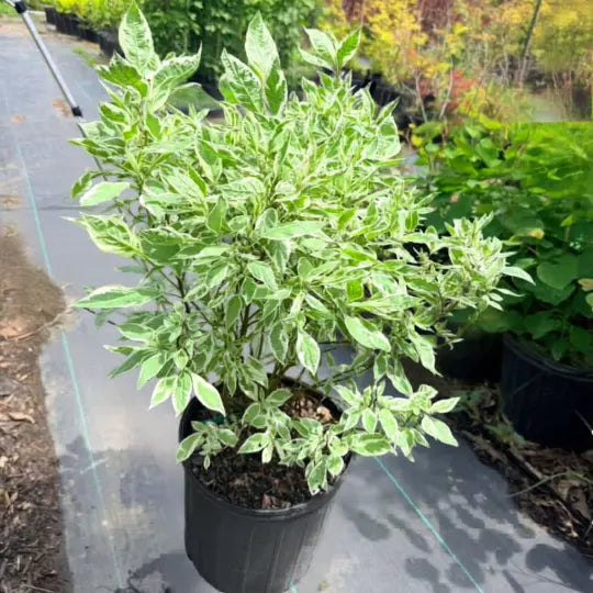 Compact Ivory Halo shrub adding contrast to landscape borders