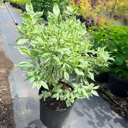 Compact Ivory Halo shrub adding contrast to landscape borders