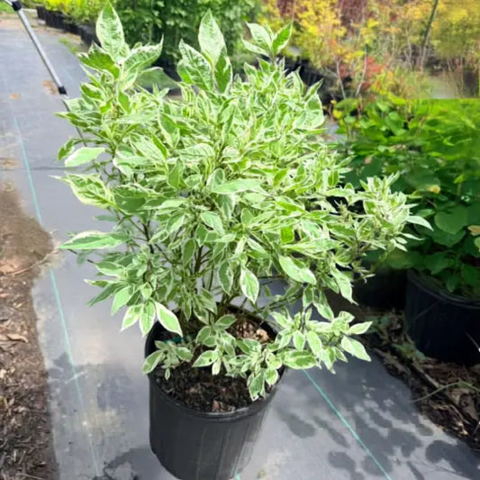 Compact Ivory Halo shrub adding contrast to landscape borders