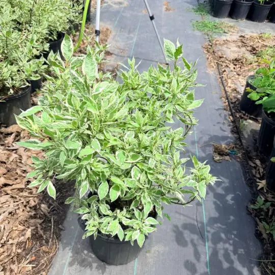Variegated Dogwood shrub with bright red stems in winter