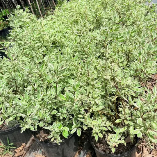 Ivory Halo Dogwood used in foundation planting design