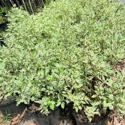 Ivory Halo Dogwood used in foundation planting design