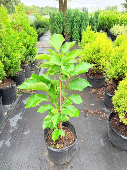 Magnolia 'Elizabeth'