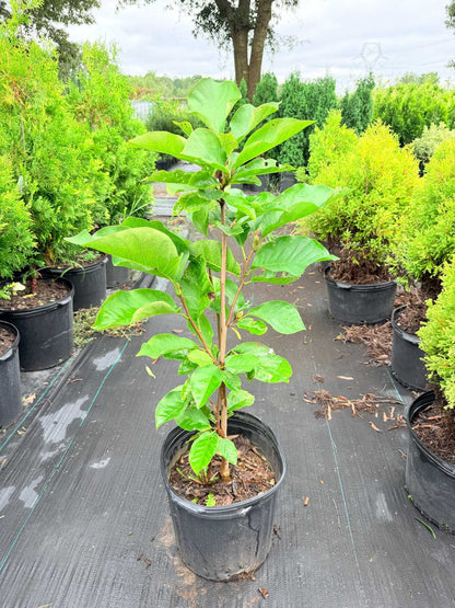 Young Magnolia 'Elizabeth' with broad, vibrant green leaves arranged along an upright stem, growing in a nursery container.