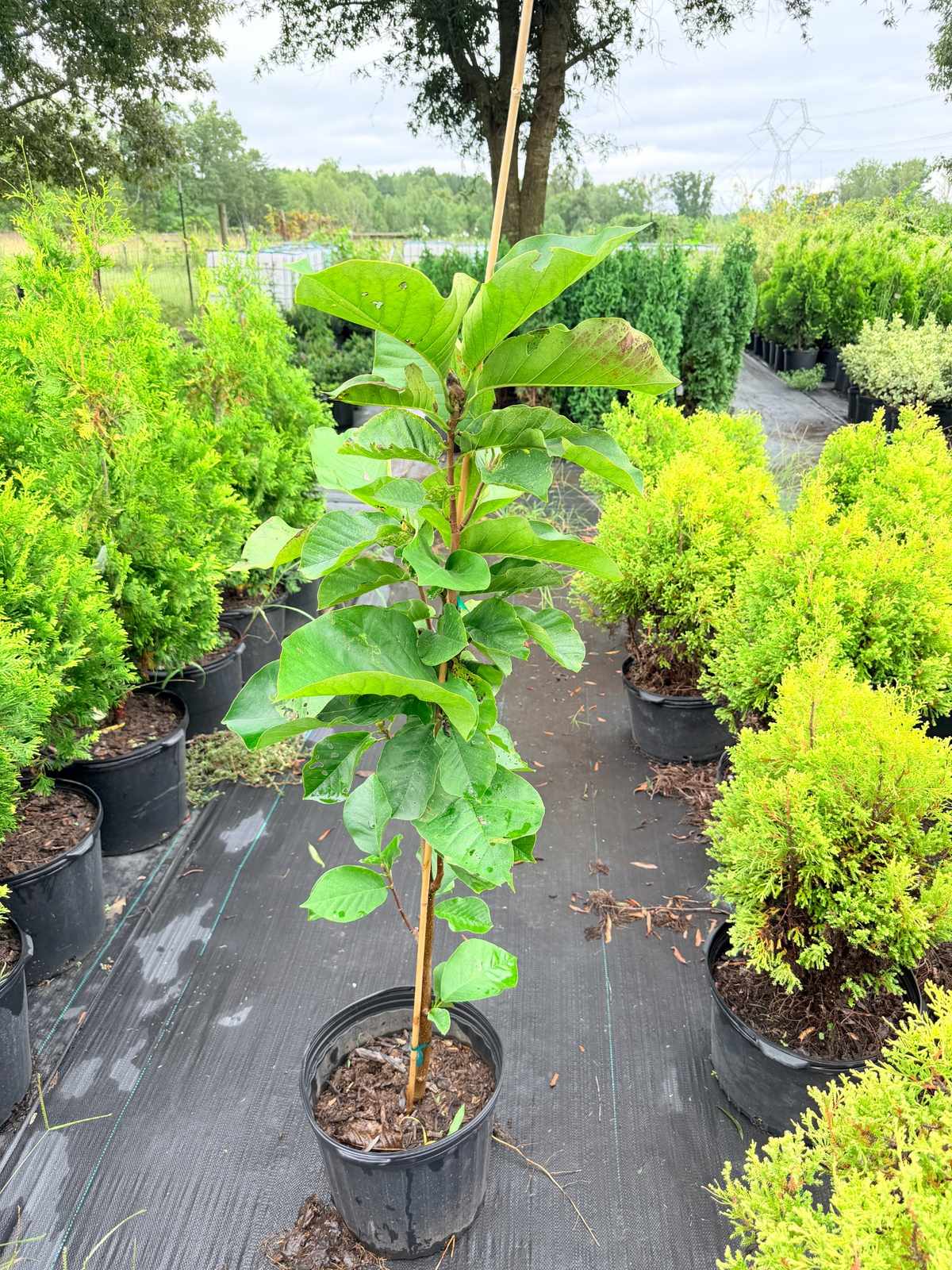 Young Magnolia 'Frank's Masterpiece' with large, elongated green leaves and a slender upright trunk, shown growing in a nursery container.