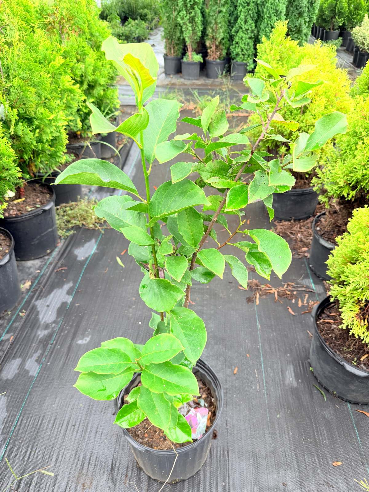Young Magnolia Genie with broad, fresh green leaves and upright branching, growing in a nursery container.
