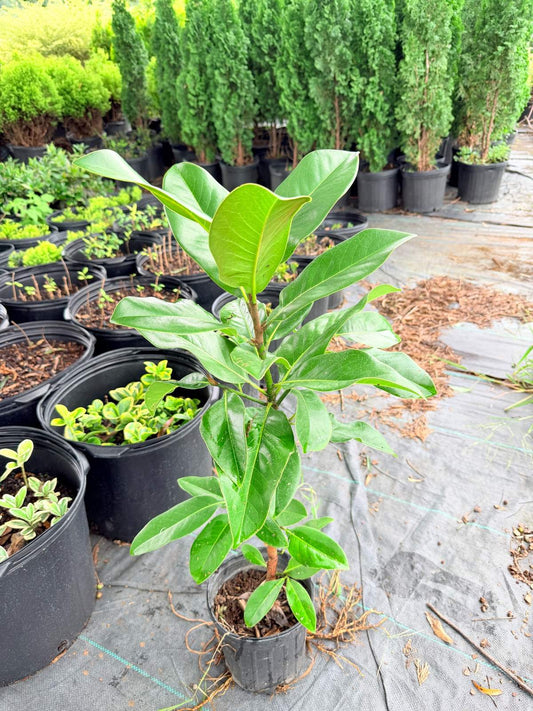 Healthy Magnolia Grandiflora plant with large, glossy green leaves, growing in a nursery container.